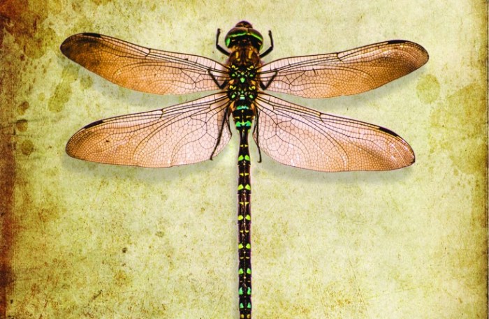 Grounds For Invasion