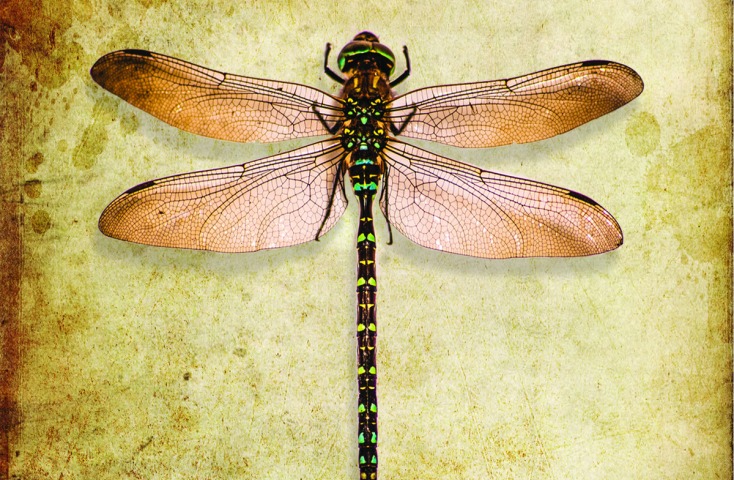 Grounds For Invasion – Grounds For Invasion&nbsp;E.P.